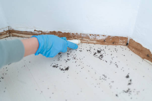 Best Cockroach Control Services  in Park Center, CO